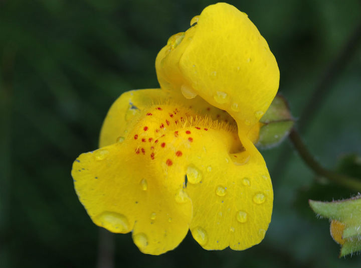 Yellow Monkey Flower